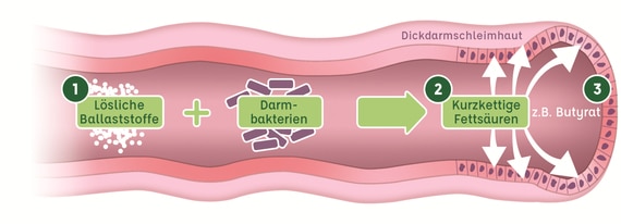 OptiFibre im Dickdarm Wie OptiFibre im Dickdarm wirkt